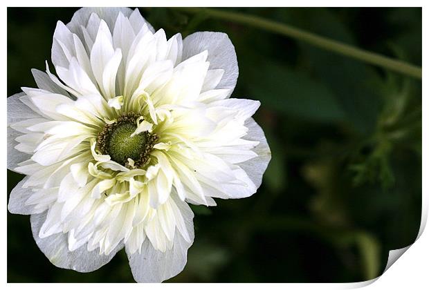 a white flower once again Print by anne lyubareva
