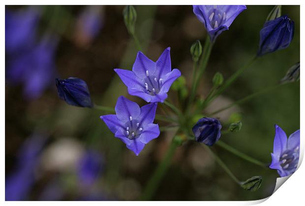 blue flowers 3 Print by anne lyubareva