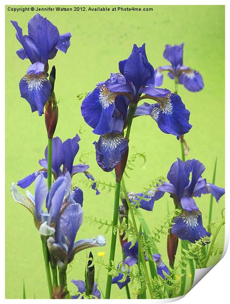 Blue Irises Print by Jennifer Henderson