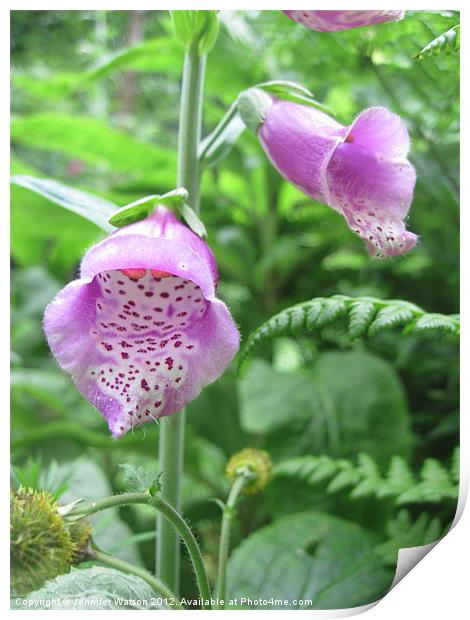 Foxglove I Print by Jennifer Henderson