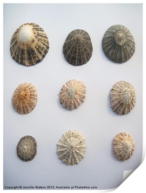 Nine More Limpet Shells Print by Jennifer Henderson
