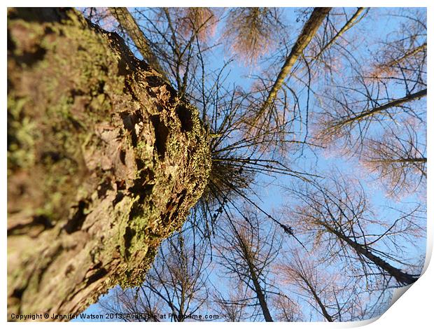 Looking up at Larch Print by Jennifer Henderson