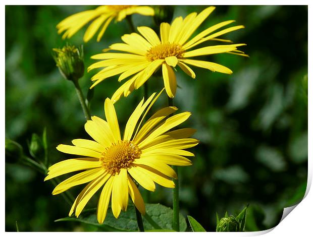 Yellow Daisies Print by Jennifer Henderson