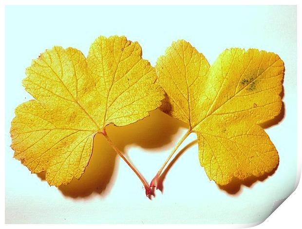 Yellow Leaves Print by Jennifer Henderson