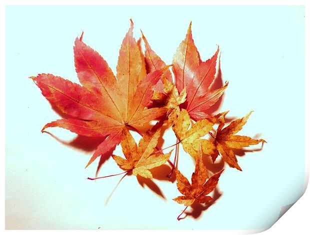 Maple leaves Print by Jennifer Henderson