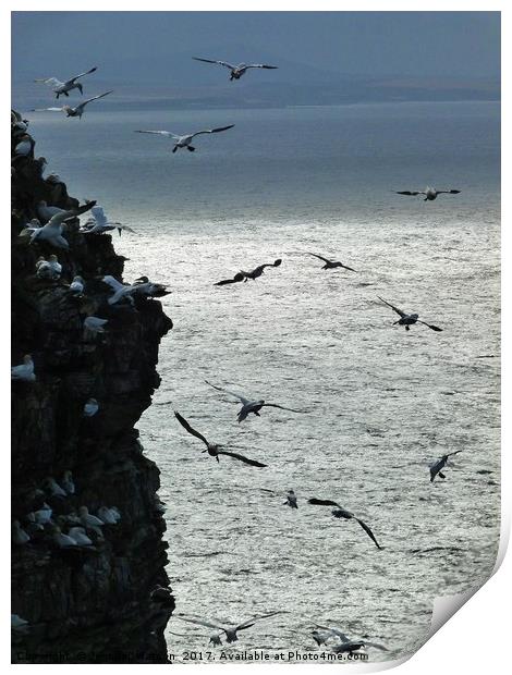 Gannets at Troup Head Print by Jennifer Henderson