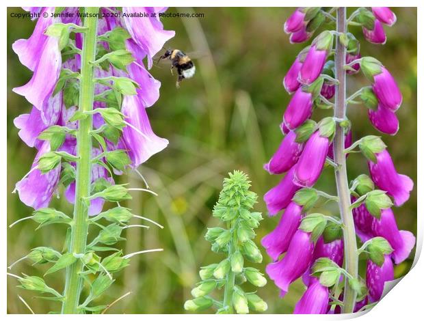 Foxgloves and bee Print by Jennifer Henderson