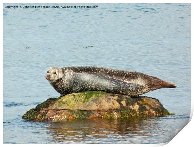 Common Seal basking Print by Jennifer Henderson