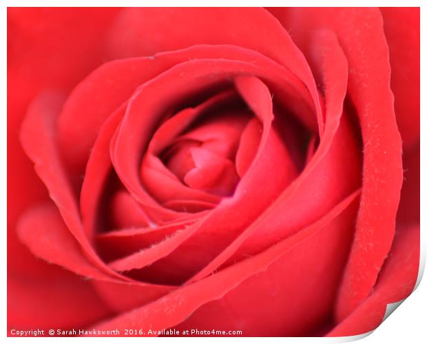 Red Rose Print by Sarah Hawksworth