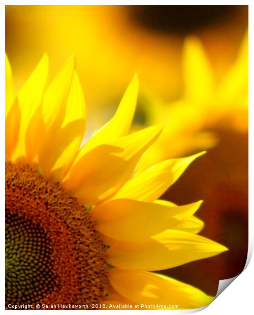 Sun Flower Print by Sarah Hawksworth