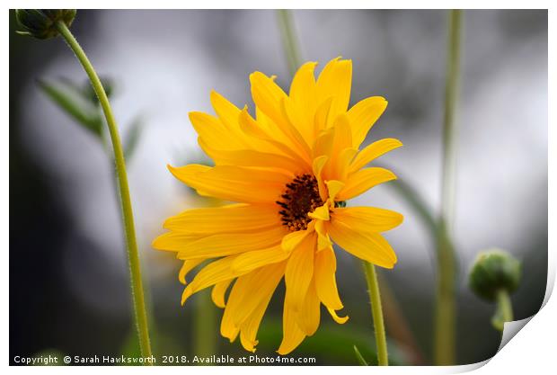 Jerusalem Artichoke Flower Print by Sarah Hawksworth