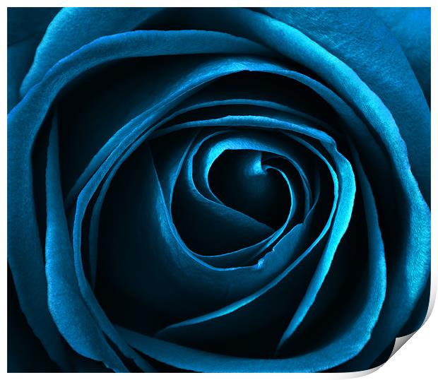 blue rose Print by clayton jordan