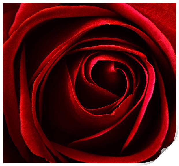 red rose Print by clayton jordan