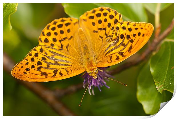 The Silver-washed Fritillary Print by Olgast 