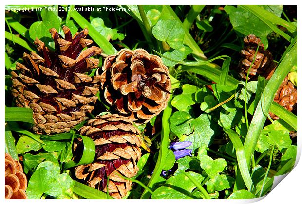 Forest floor Print by Ian Purdy