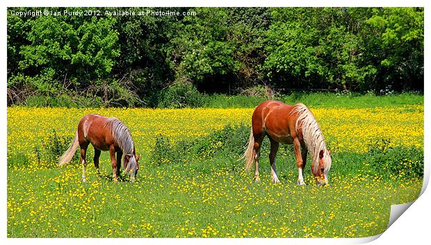 Ponies in buttercup field Print by Ian Purdy