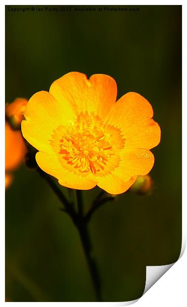 Buttercup Print by Ian Purdy