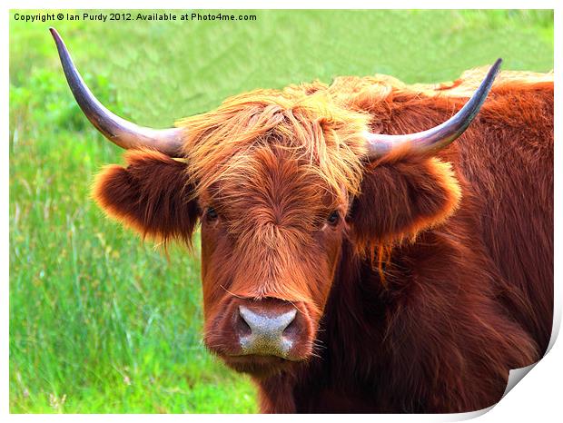Highland cow Print by Ian Purdy