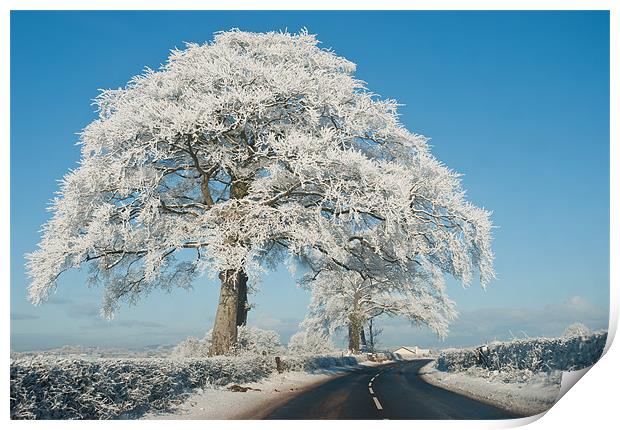The Ice Tree Print by Paul Martin