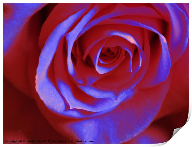 Red and Blue Rose Print by Michelle Orai