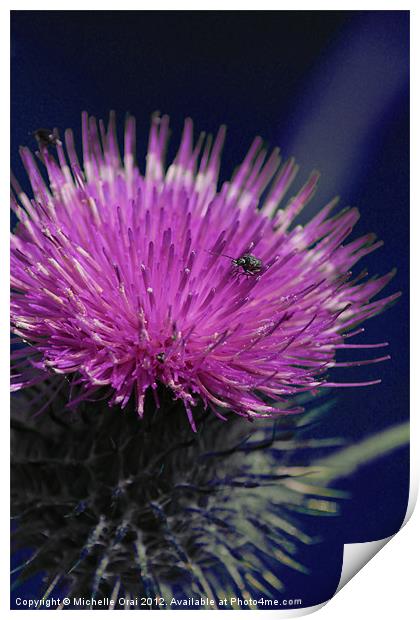 Pink Thistle Print by Michelle Orai