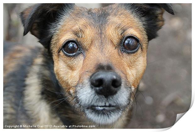 Little Dog, Big Eyes Print by Michelle Orai