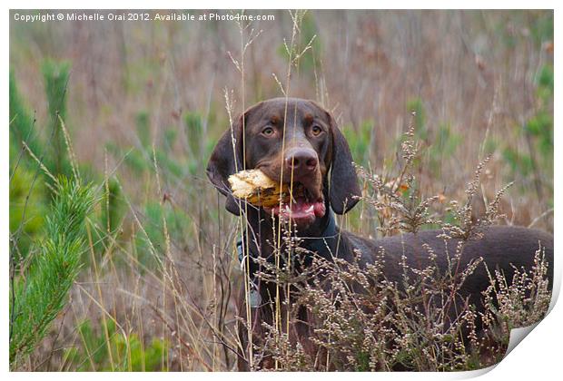 Gun dog Confusion Print by Michelle Orai