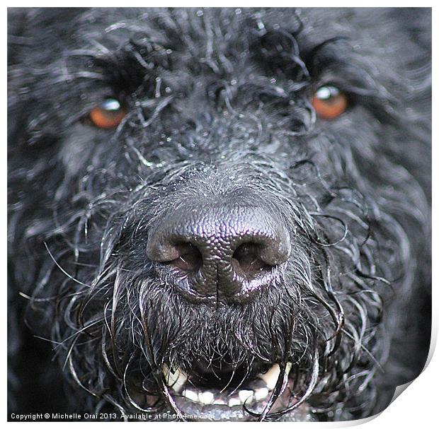 Cold Wet Nose Print by Michelle Orai