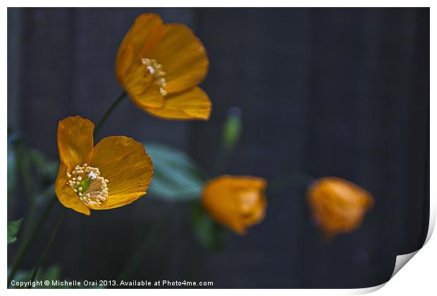 Little Welsh Poppies Print by Michelle Orai