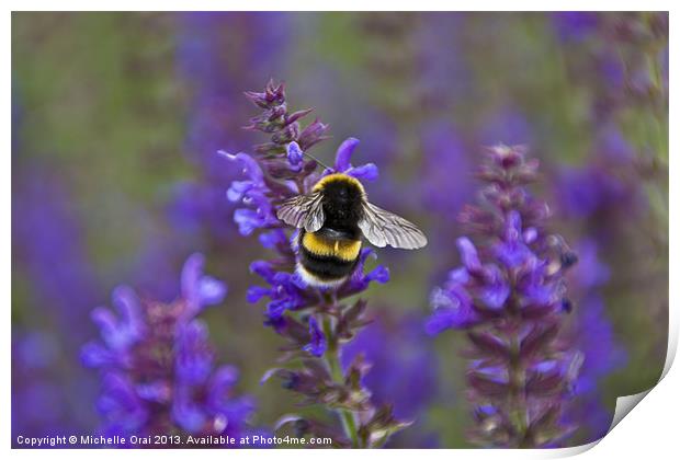 Bumble Bee on lavender Print by Michelle Orai