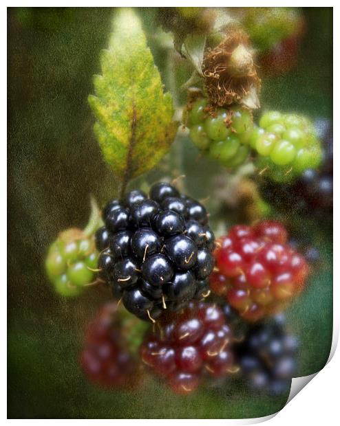 Autumns Fruit Print by Michelle Orai