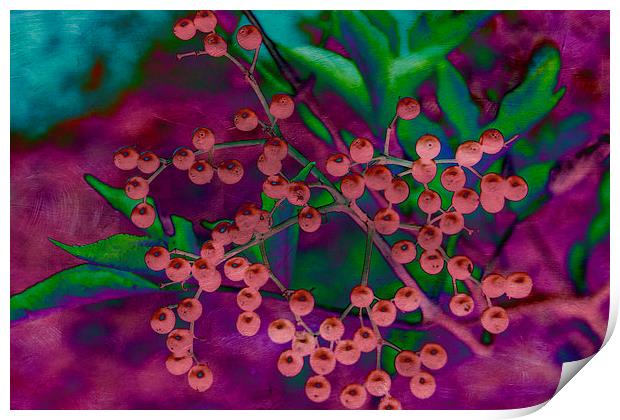 Elderberry Mash Print by Michelle Orai