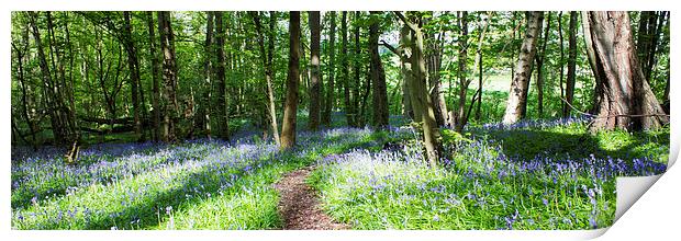 Bluebell Panorama Print by Michelle Orai