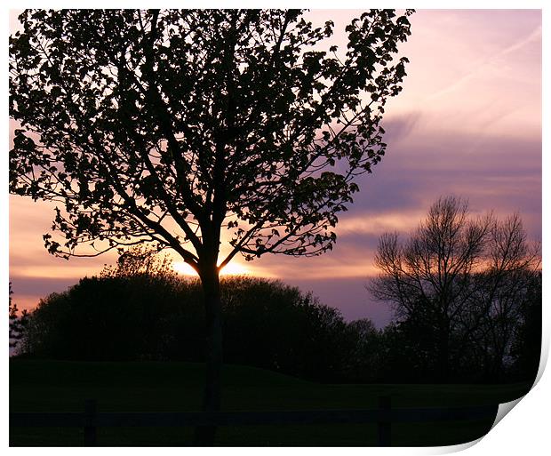 sunset behind the woodland Print by dennis brown