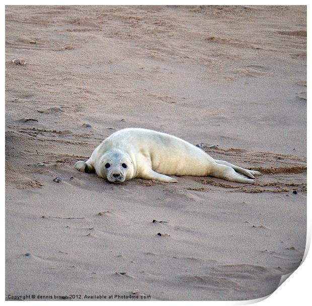 grey seal pup Print by dennis brown