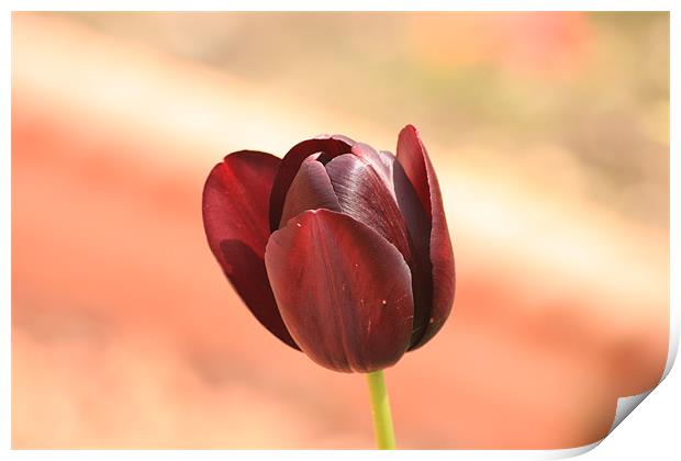 Deep Red Tulip Print by Linda Brown