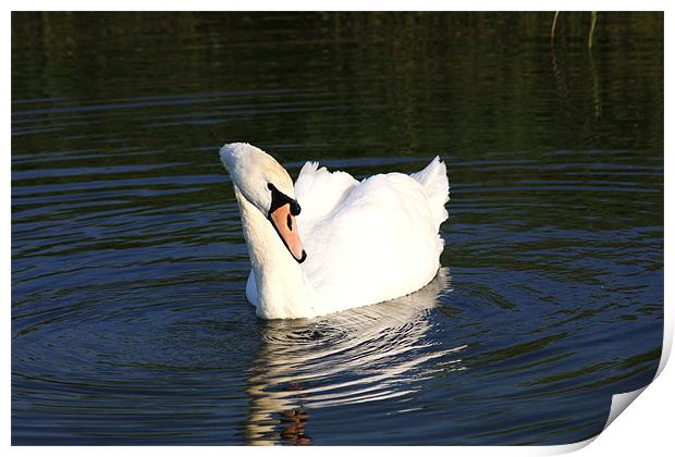 Swan on Blue Water Print by Linda Brown