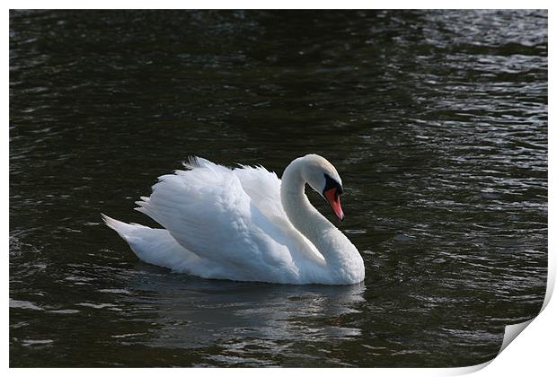 Swan on Norfolk Broads Print by Linda Brown