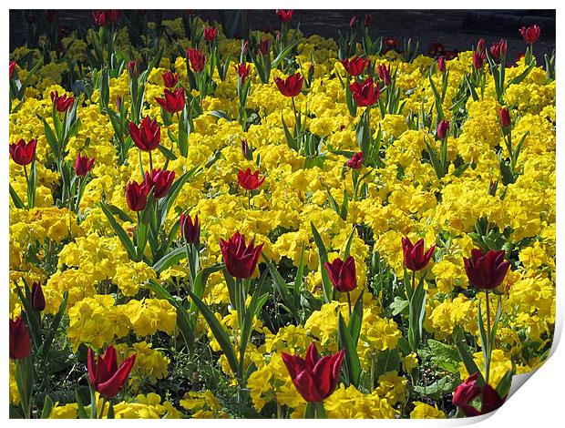 Red and yellow flowers. Print by Maggie Jones