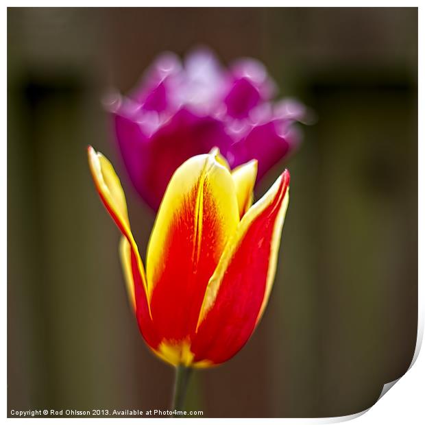 Flames of spring Print by Rod Ohlsson