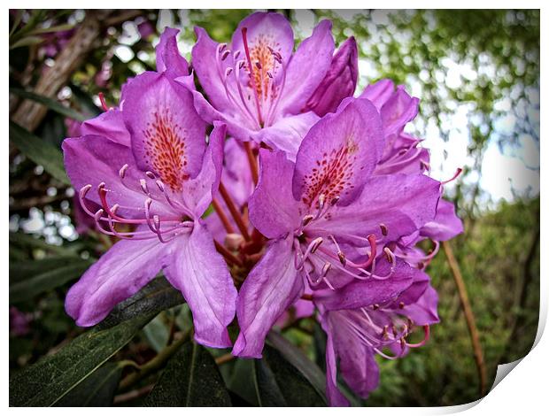 Rhodo Print by Rod Ohlsson