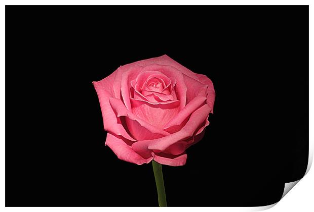 Pink Rose On Black Print by Philip Dunk