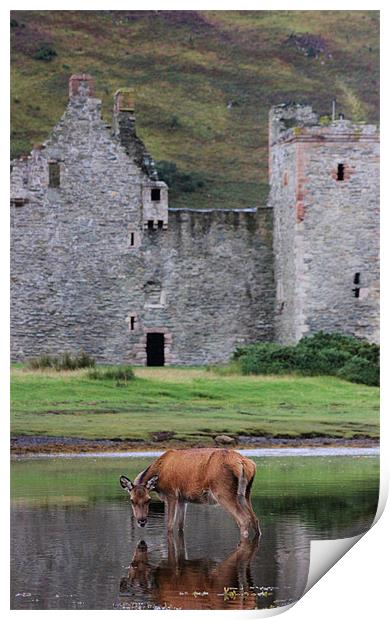 Deer at Lochranza Print by Claire McQueen