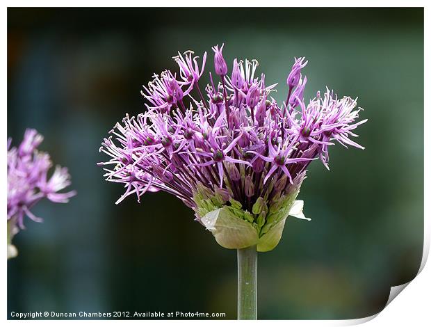 Purple Allium Print by Duncan Chambers