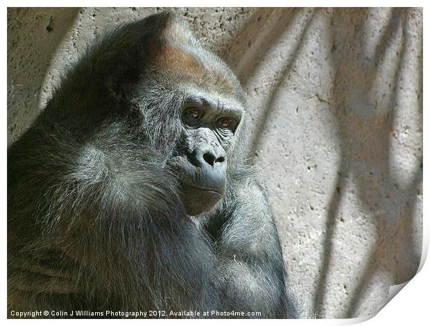 Male Silverback Gorilla Print by Colin Williams Photography