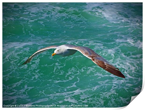 Seagull Brighton Print by Colin Williams Photography