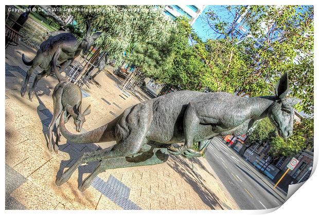  Kangaroos In The City 3 - Perth WA  Print by Colin Williams Photography