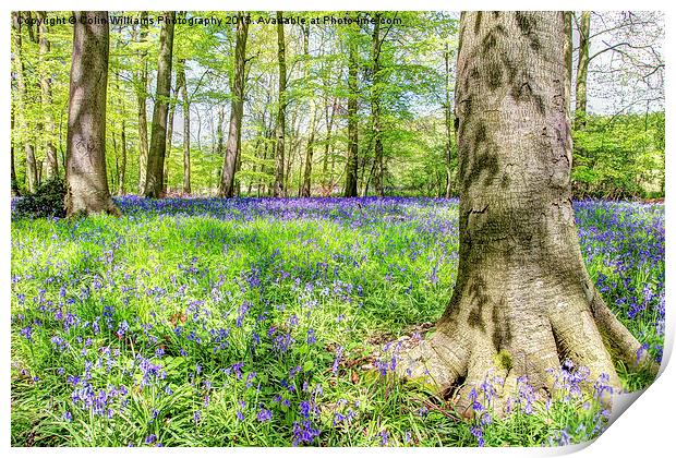  Bluebell Woodlands 2 Print by Colin Williams Photography