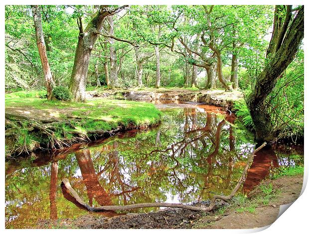  New Forest Stream Print by Colin Williams Photography