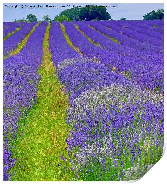 Mayfield Lavender Fields 5 Print by Colin Williams Photography